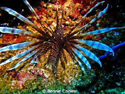 Lionfish seen in Grand Cayman August 2010.  Photo taken w... by Bonnie Conley 